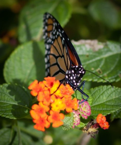 butterfly-monarch8
